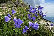 54 Belle campanule